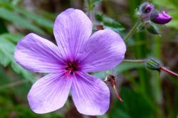 Geranium maderense