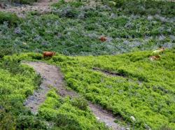 Levada do Paul - Entre vaches et fougères